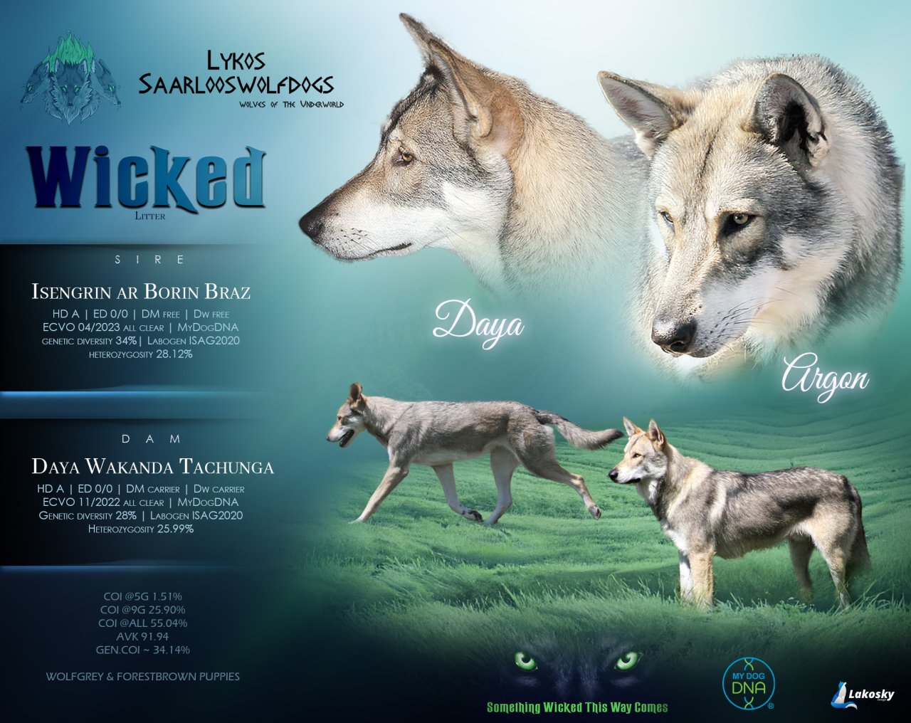 Lykos saarlooswolfdogs argon x daya wicked litter W 2023